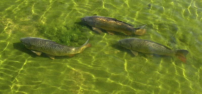 photo MC Carpfishing Nanteuil-en-Vallée